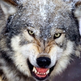 DJ时尚Wolf族